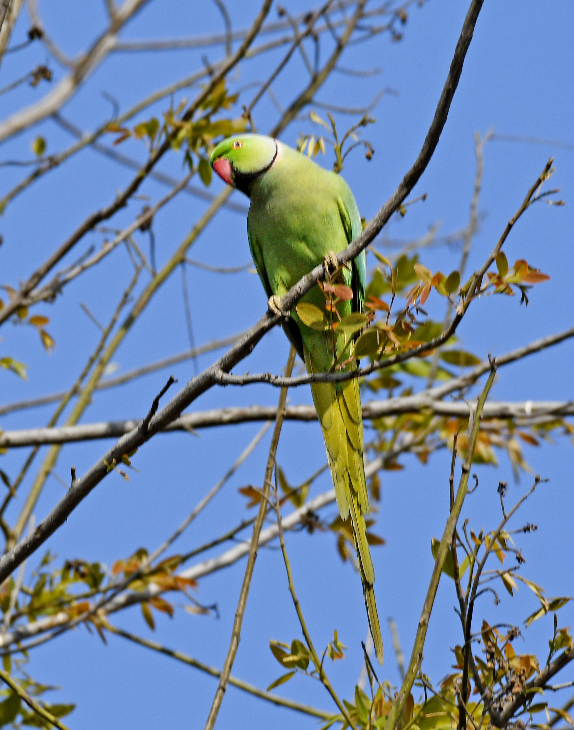 India’s Parrot Census Is the Kind of Bureaucracy I Can Support