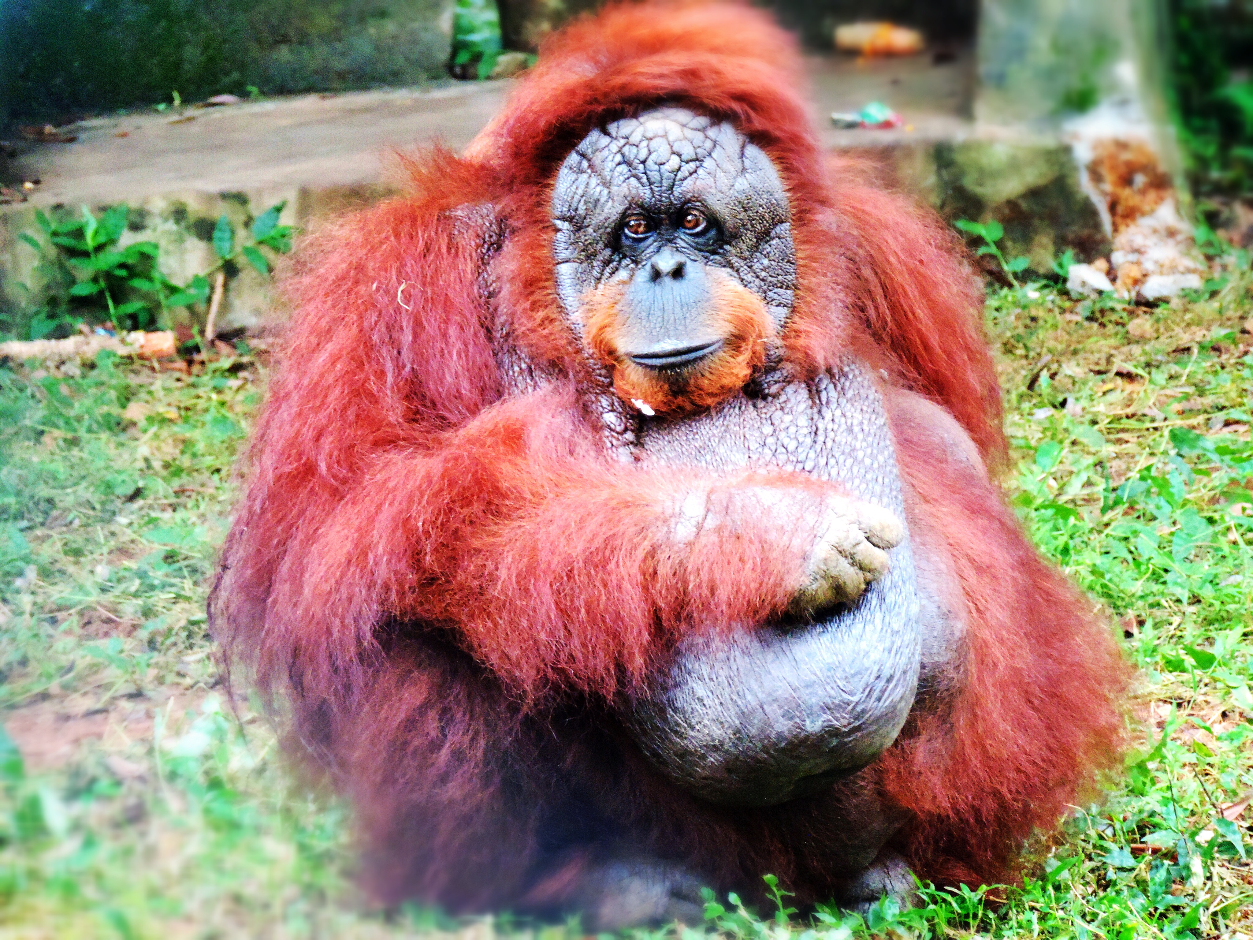 Five Orangutans in Odisha Are Not an Adorable Mystery