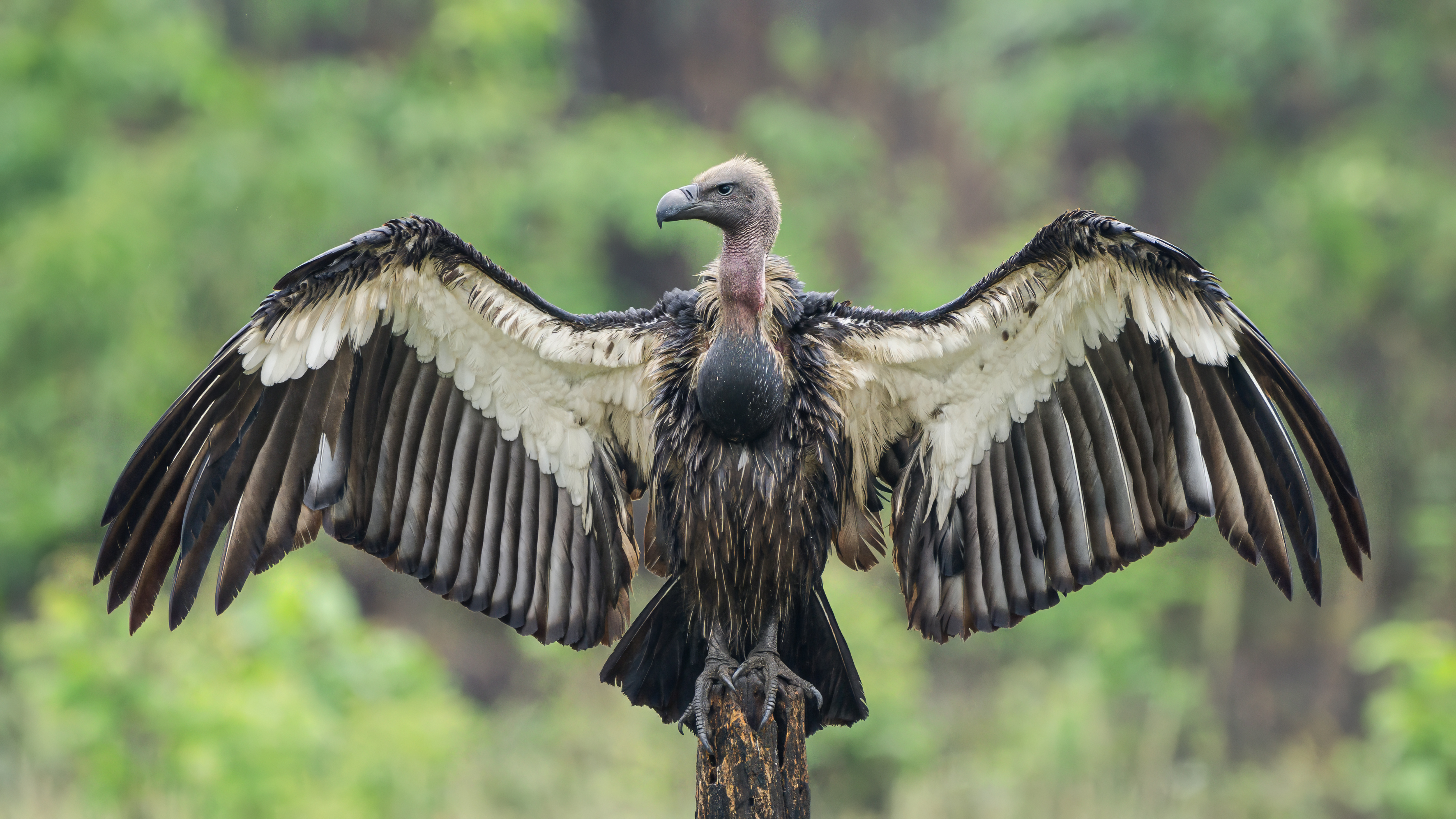 Chirgaon Saved Vultures by Making Celebration Slightly Less Selfish